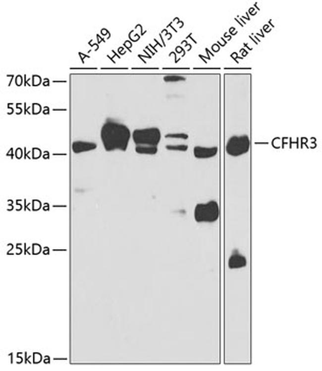 CFHR3 Antibody in Western Blot (WB)