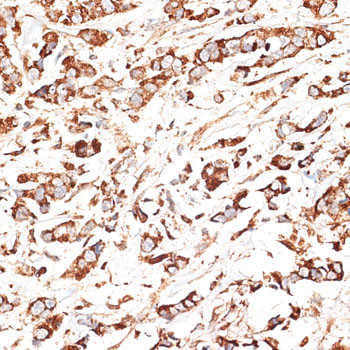 KLHL9 Antibody in Immunohistochemistry (Paraffin) (IHC (P))