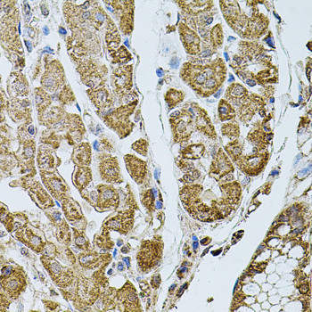 CHRFAM7A Antibody in Immunohistochemistry (Paraffin) (IHC (P))
