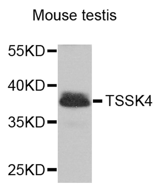 TSSK4 Antibody in Western Blot (WB)