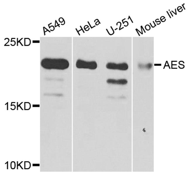 AES Antibody in Western Blot (WB)