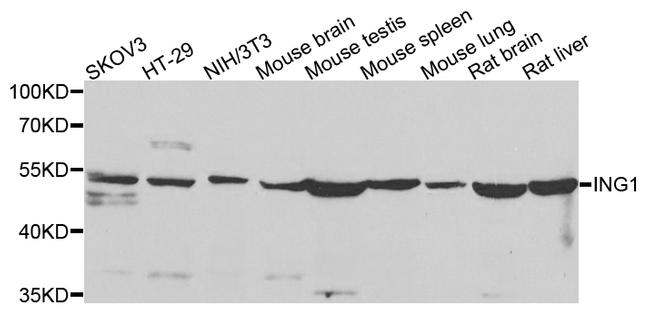 ING1 Antibody in Western Blot (WB)