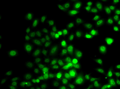 PRDM7 Antibody in Immunocytochemistry (ICC/IF)
