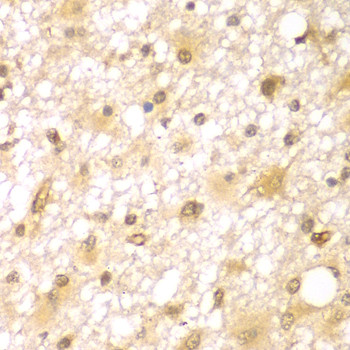 RUFY2 Antibody in Immunohistochemistry (Paraffin) (IHC (P))