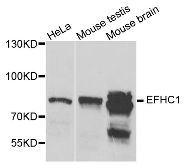EFHC1 Antibody in Western Blot (WB)