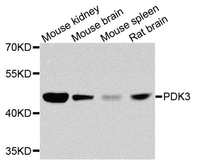 PDK3 Antibody in Western Blot (WB)