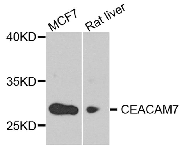 CEACAM7 Antibody in Western Blot (WB)