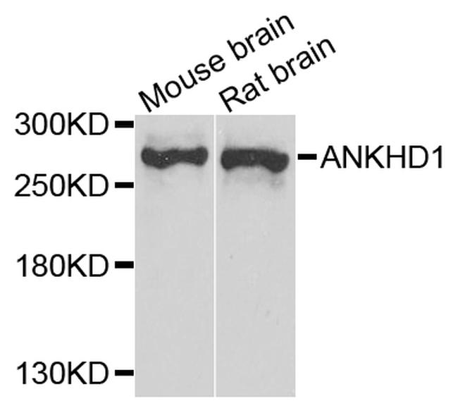 ANKHD1 Antibody in Western Blot (WB)