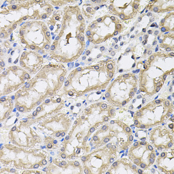 RNF166 Antibody in Immunohistochemistry (Paraffin) (IHC (P))