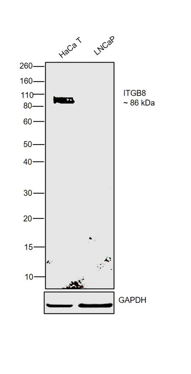 ITGB8 Antibody in Western Blot (WB)