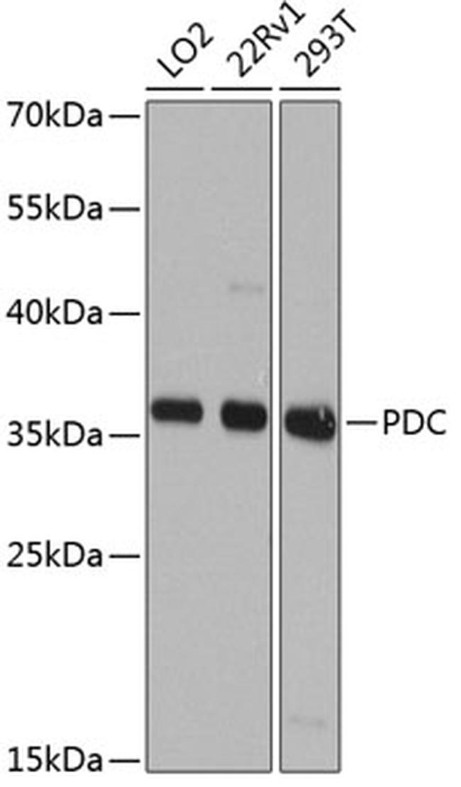 PDC Antibody in Western Blot (WB)