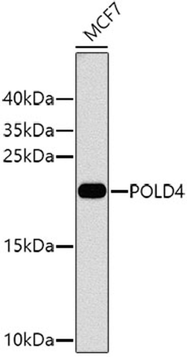 POLD4 Antibody in Western Blot (WB)
