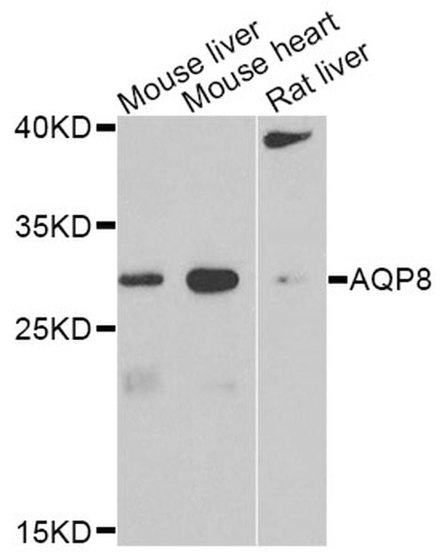 Aquaporin 8 Antibody in Western Blot (WB)