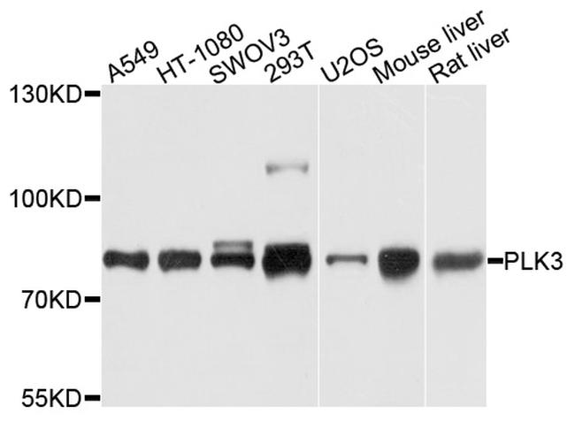 PLK3 Antibody in Western Blot (WB)