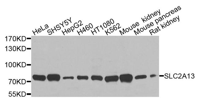 SLC2A13 Antibody in Western Blot (WB)