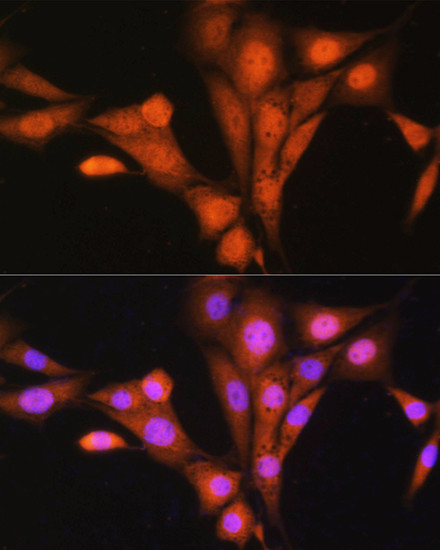 ASNA1 Antibody in Immunocytochemistry (ICC/IF)