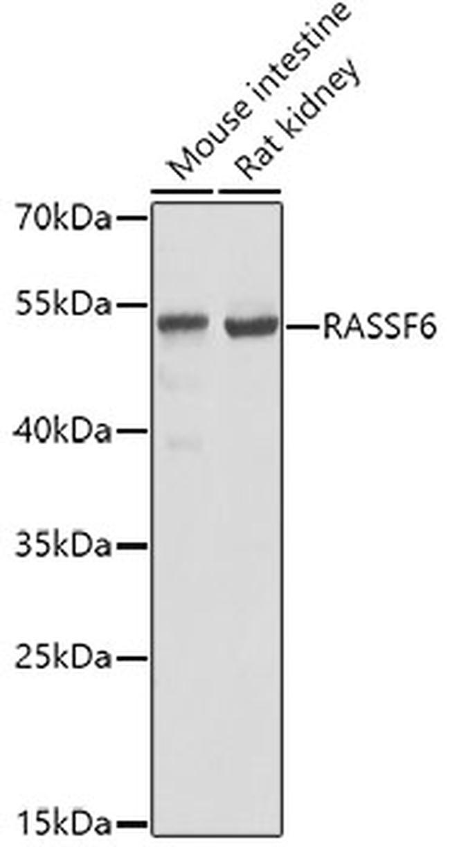 RASSF6 Antibody in Western Blot (WB)