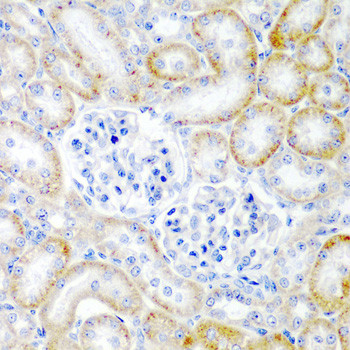 Relaxin 2 Antibody in Immunohistochemistry (Paraffin) (IHC (P))