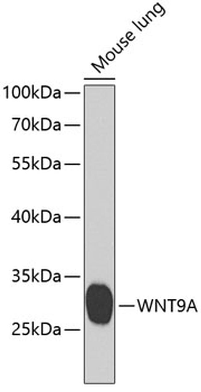 WNT9A Antibody in Western Blot (WB)