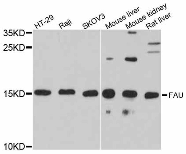 FAU Antibody in Western Blot (WB)