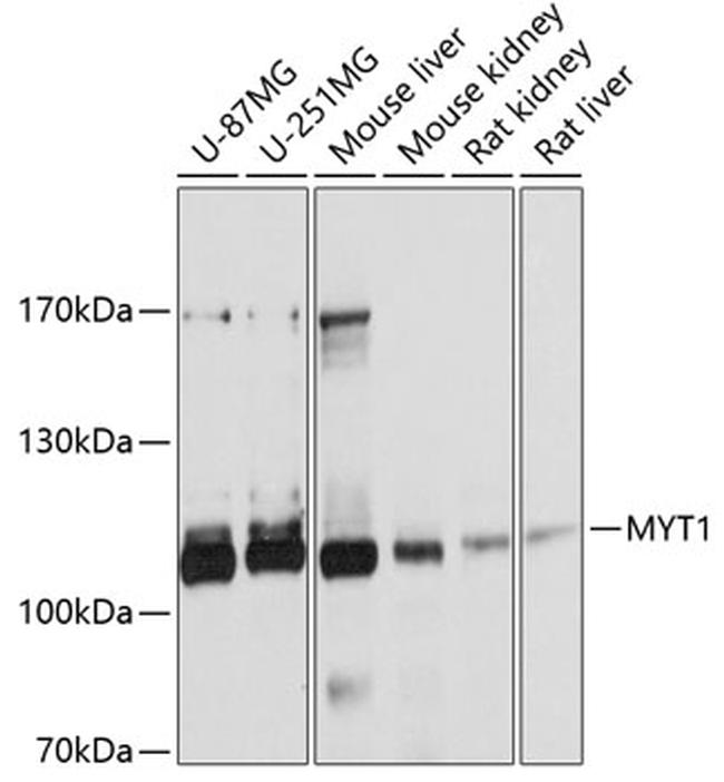 MYT1 Antibody in Western Blot (WB)