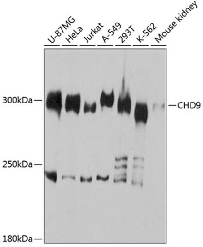 CHD9 Antibody in Western Blot (WB)