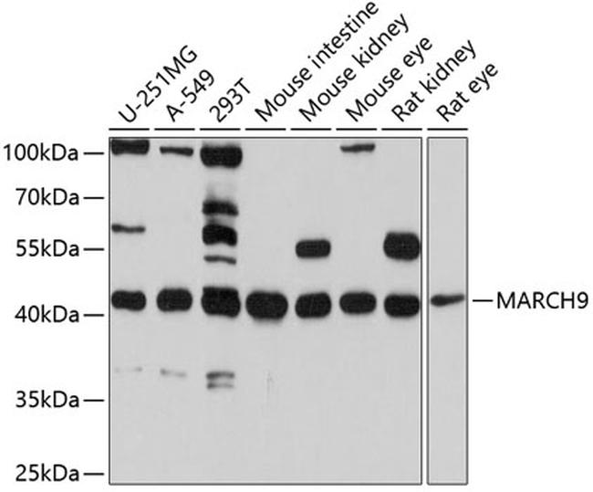 MARCH9 Antibody in Western Blot (WB)