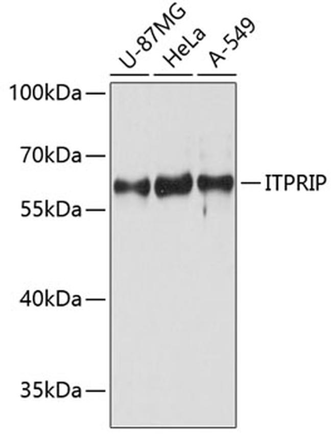 ITPRIP Antibody in Western Blot (WB)
