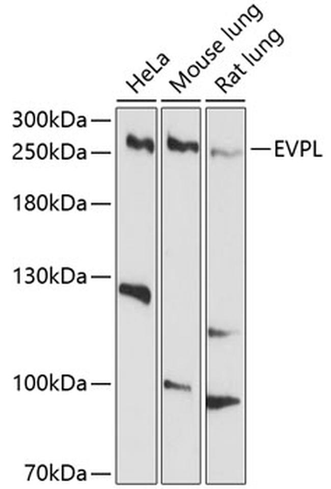 EVPL Antibody in Western Blot (WB)