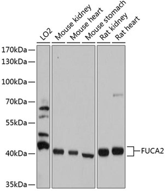 FUCA2 Antibody in Western Blot (WB)