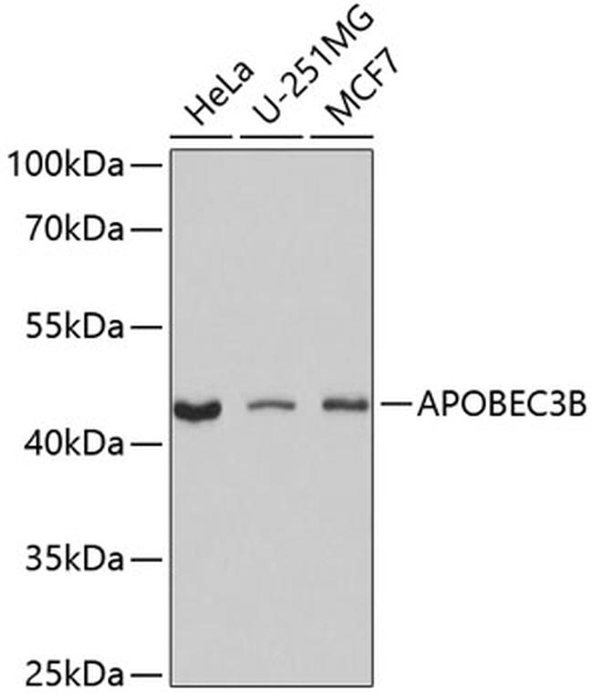 APOBEC3B Antibody in Western Blot (WB)