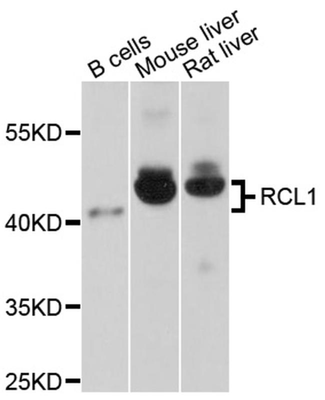 RCL1 Antibody in Western Blot (WB)