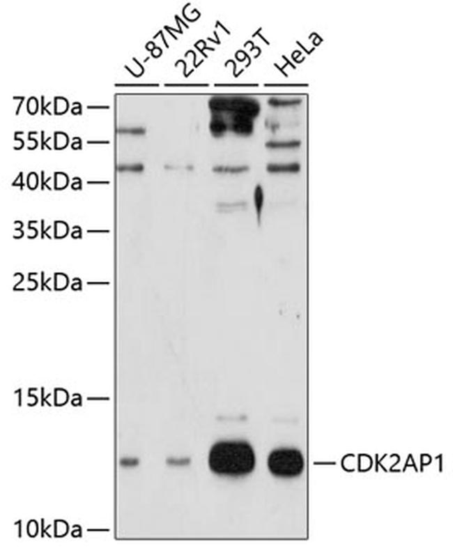 CDK2AP1 Antibody in Western Blot (WB)