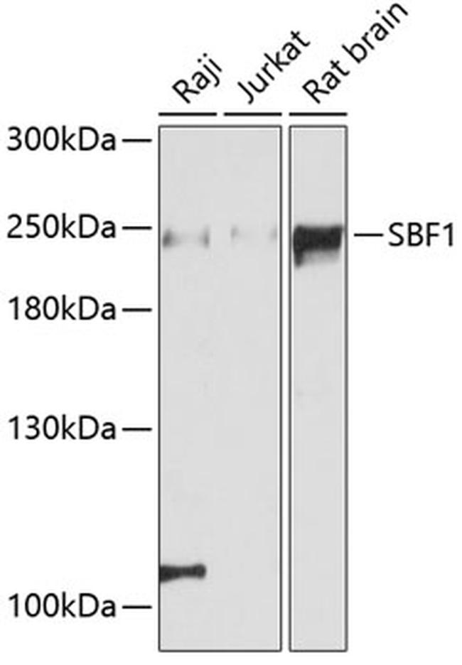 SBF1 Antibody in Western Blot (WB)