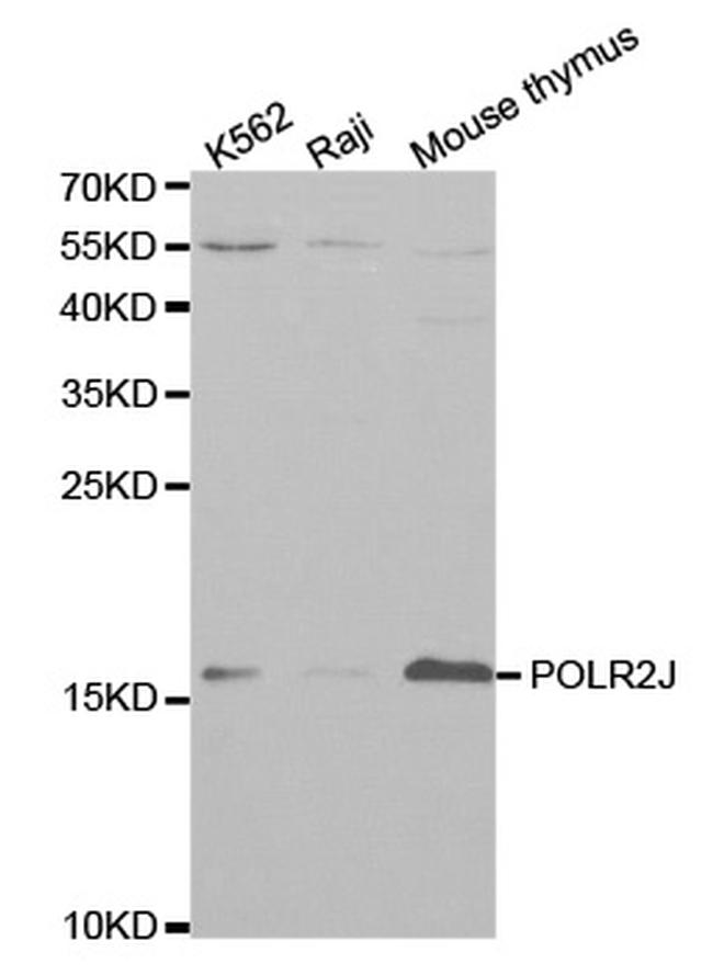 POLR2J Antibody in Western Blot (WB)