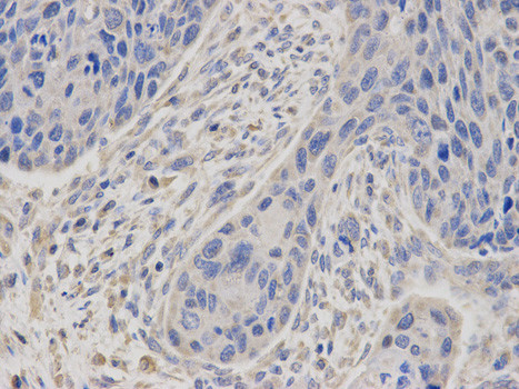 MSMB Antibody in Immunohistochemistry (Paraffin) (IHC (P))