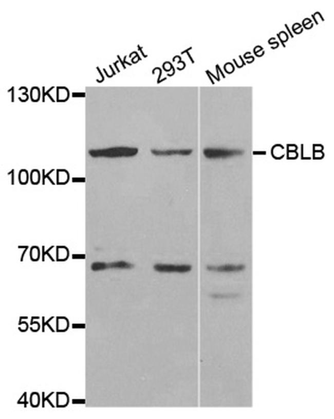 Cbl-b Antibody in Western Blot (WB)