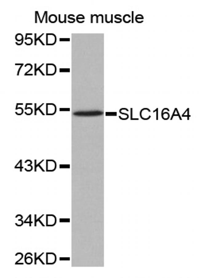 SLC16A4 Antibody in Western Blot (WB)