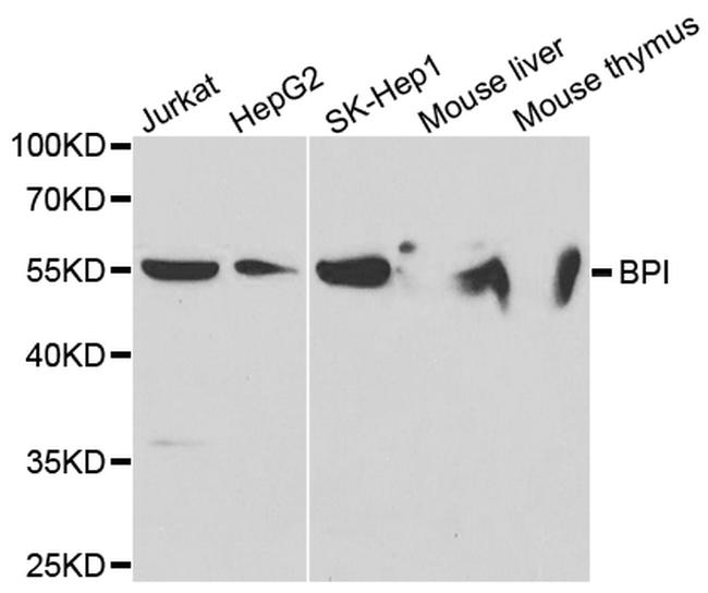 BPI Antibody in Western Blot (WB)