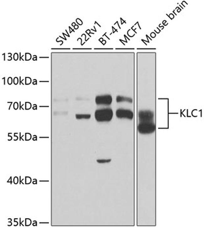 KLC1 Antibody in Western Blot (WB)
