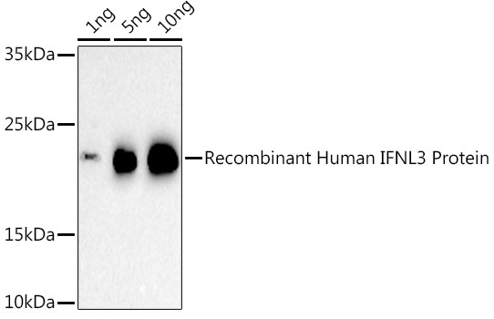 IL-28B Antibody in Western Blot (WB)