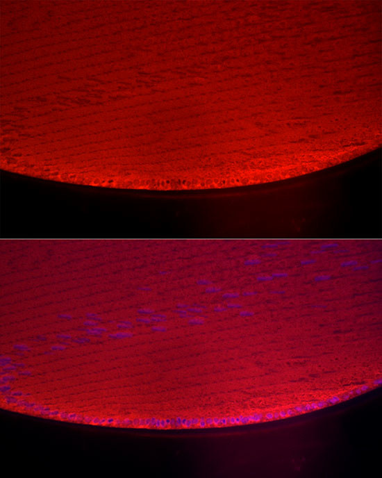 Alpha A Crystallin Antibody in Immunocytochemistry (ICC/IF)
