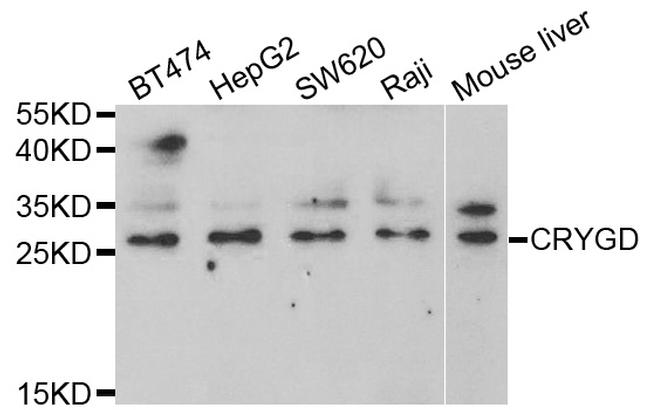 CRYGD Antibody in Western Blot (WB)