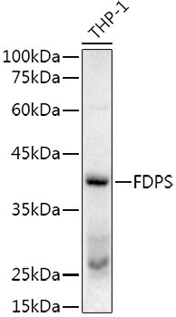 FDPS Antibody in Western Blot (WB)