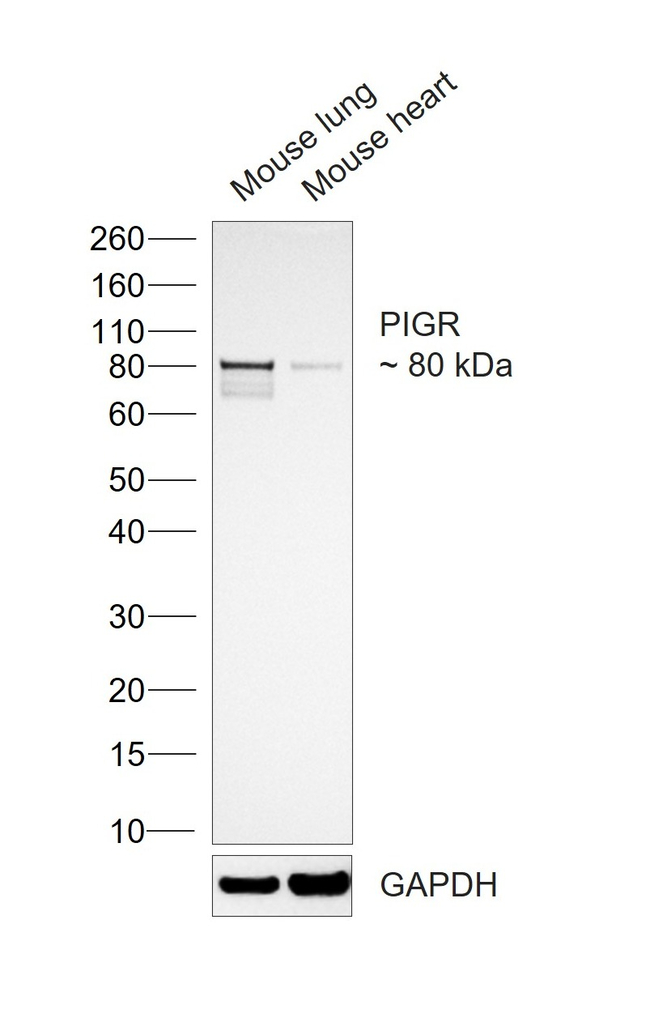 PIGR Antibody in Western Blot (WB)