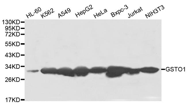 GST Omega 1 Antibody in Western Blot (WB)