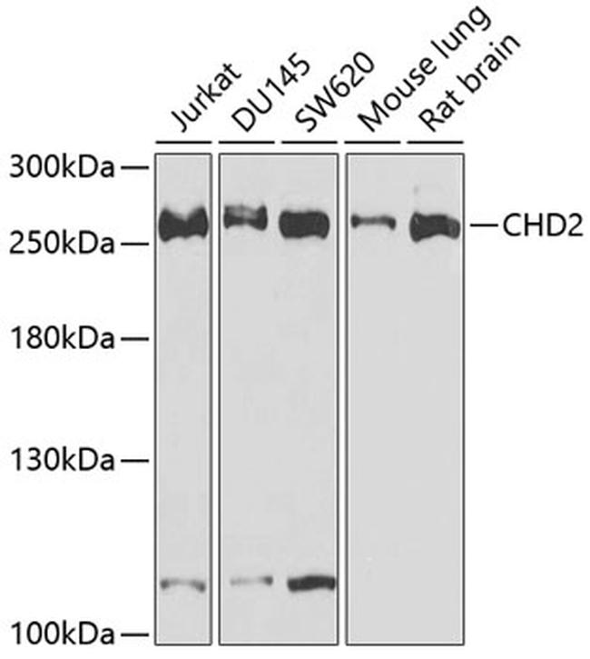 CHD2 Antibody in Western Blot (WB)