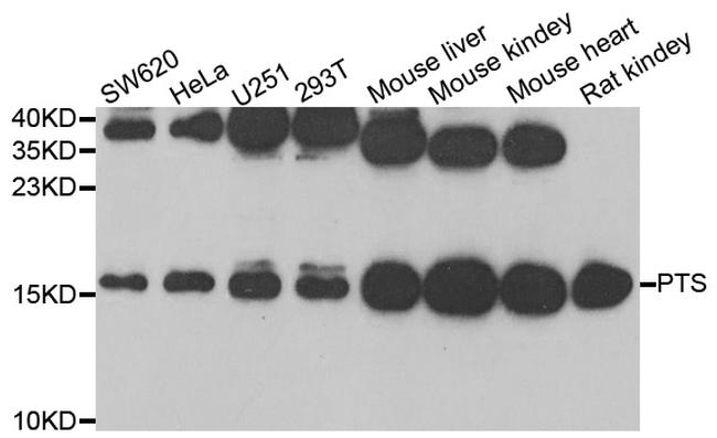 PTS Antibody in Western Blot (WB)