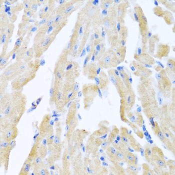 Motilin Antibody in Immunohistochemistry (Paraffin) (IHC (P))