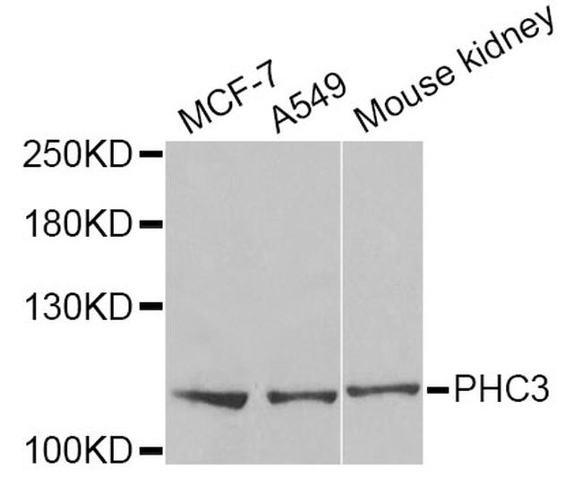 PHC3 Antibody in Western Blot (WB)